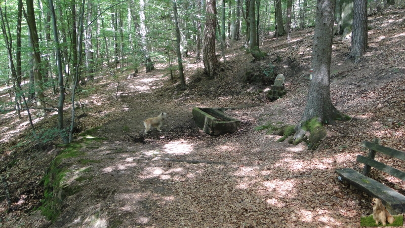 Ritterstein Nr. 142-9 Heidenbrunnen 100 Schr..JPG - Ritterstein Nr.142  Heidenbrunnen 100 Schr.                               